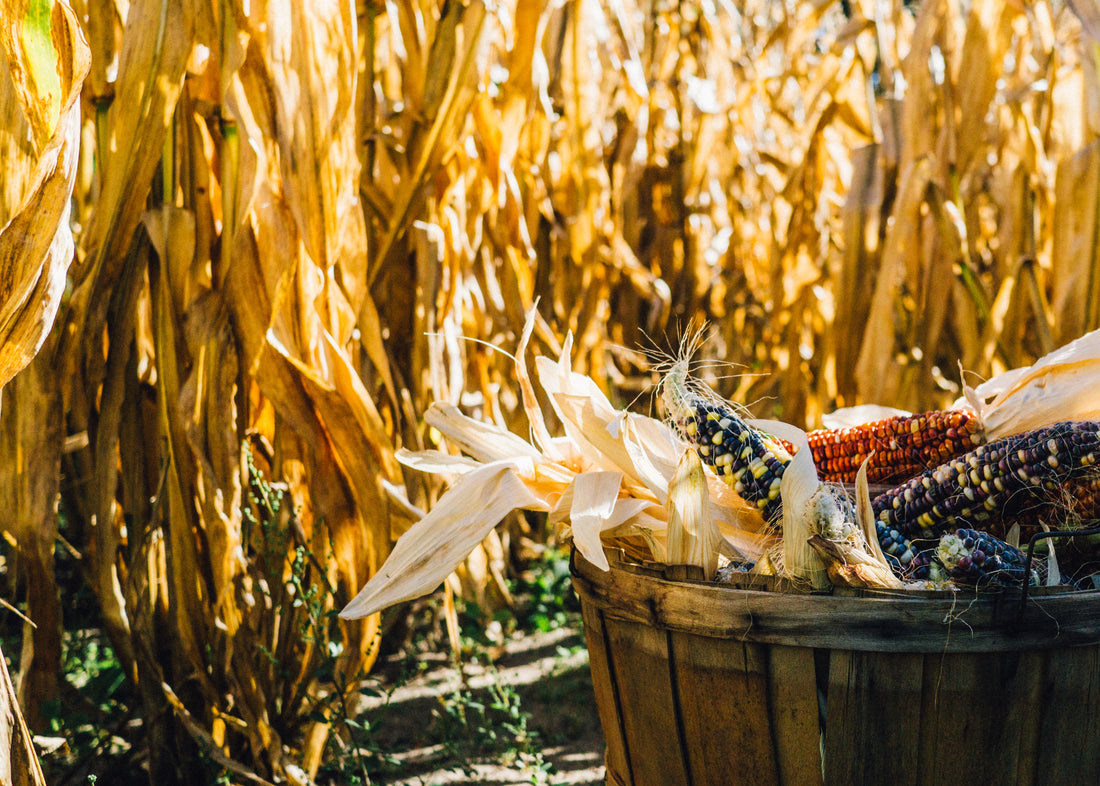 Treasure Valley Fall Activity Guide