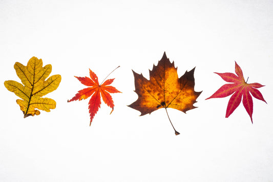 The Best Things About Fall