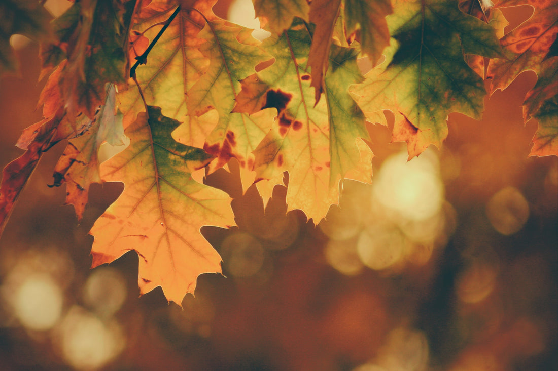 Fall Beard Grooming Tips